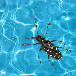 Asian longhorned beetle in pool