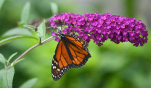 monarch on flower of butterfly bush