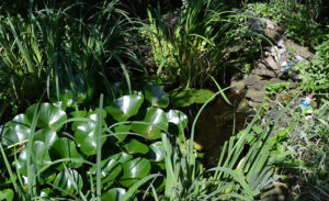 lily pads protect fish in pond from heron