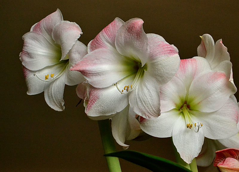 White and pink amaryllis in bloom by Stofko