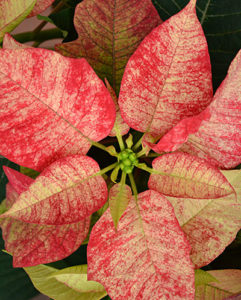 poinsettia 'Picasso' by Stofko