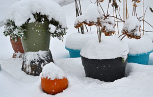 container garden in snow by Stofko