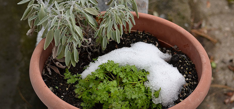 sage and parsley in snow by Stofko