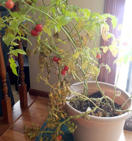 tomato plants ripening inside in autumn