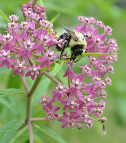 bee on swamp milkweed flower