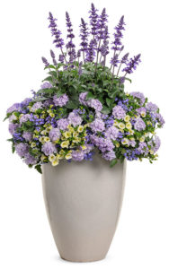 flowers with cool colors in a pot