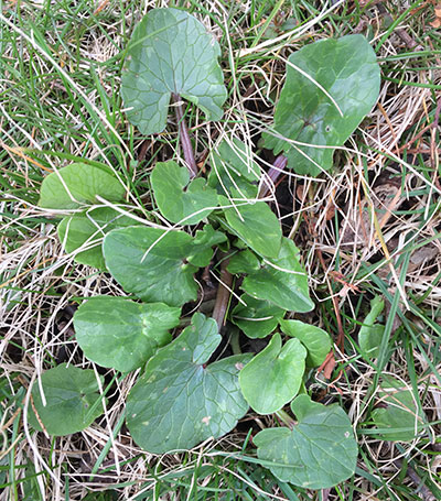 lesser celandine leaves end March by Stofko
