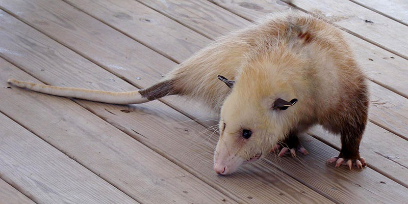 opossum on a deck