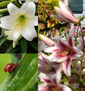 lilies and red lily leaf beetle