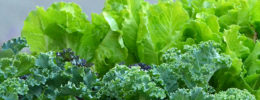 lettuce and kale plants