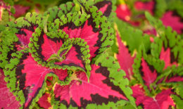 closeup of coleus by Stofko