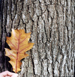 northern red oak bark and leaf