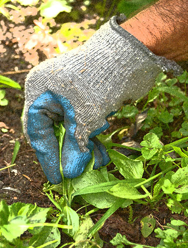 gloved hand weeding garden
