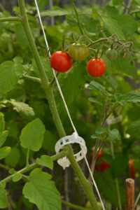 strings supporting tomato plant