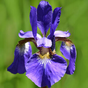 single iris bloom by Stofko