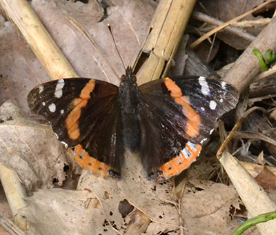red admiral butterfly 