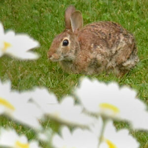 rabbit with daisies