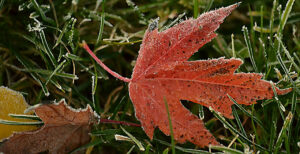 red leaf with frost by Stofko