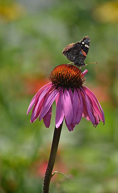 butterfly on coneflower