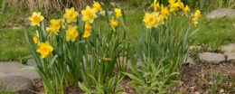 daffodils in garden in spring
