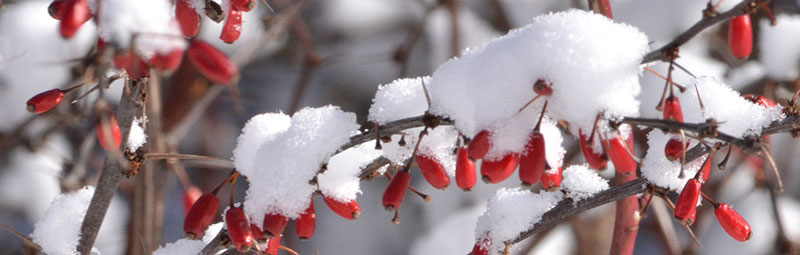 snow on berries