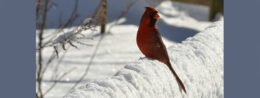 cardinal in snow by Stofko