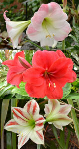 amaryllis flowers