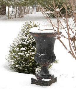 urn and boxwood in snow