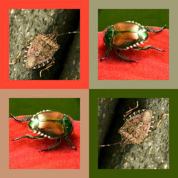 insects in colored squares