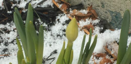 daffodil in March snow