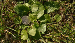 lesser celandine leaves with nickel to show size