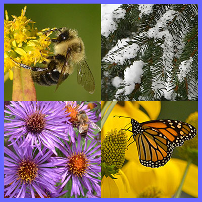 evergreen in snow and bee, butterfly, aster, goldenrod