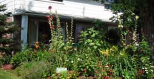 tall perennials provide privacy in Amherst NY
