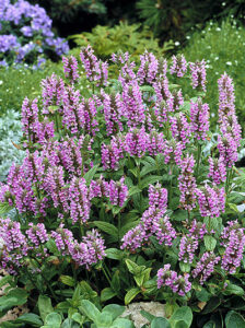 Nepeta 'Pink Cat' (catmint)