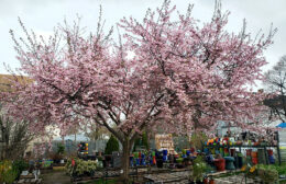 cherry tree blossoming at Urban Roots