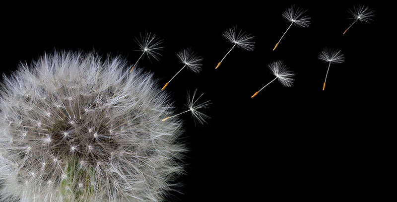 dandelion with seeds blowing