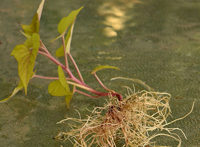 sweet potato plant with roots