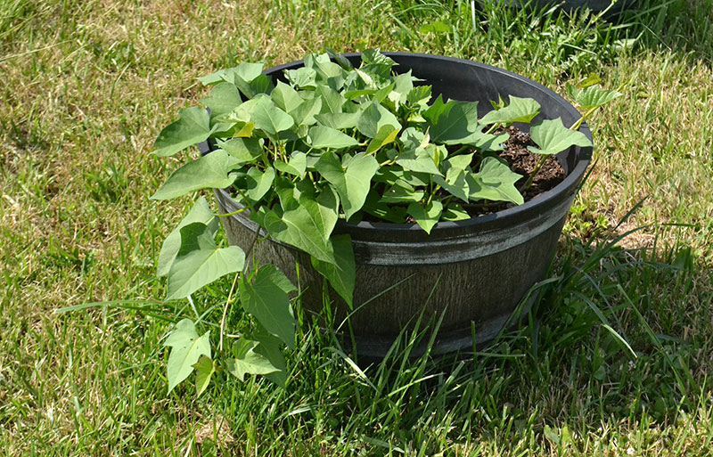 container with sweet potato plant