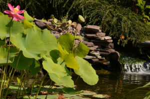 water lilies on pond with small waterfall in Tonawanda NY