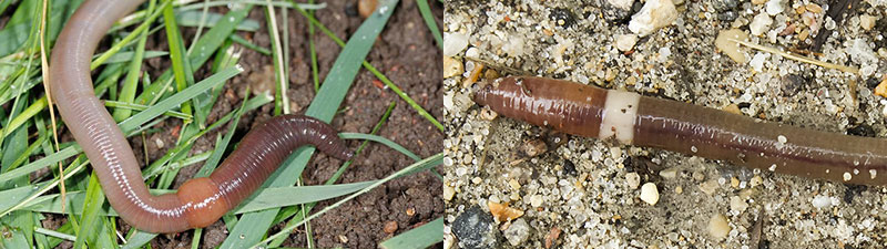 earthworm compared to jumping worm