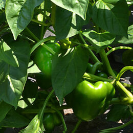 green peppers on plant