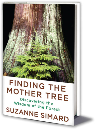 cover of book Finding the Mother Tree