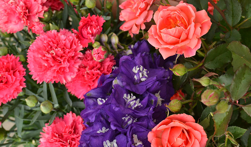 coral roses with pink dianthus and purple delphinium