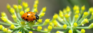 ladybug hippodamia convergens