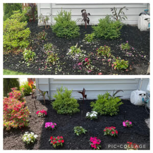 garden before and after hail in Amherst NY
