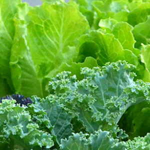 lettuce and kale