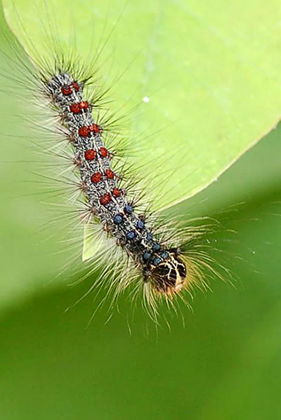 caterpillar of gypsy moth