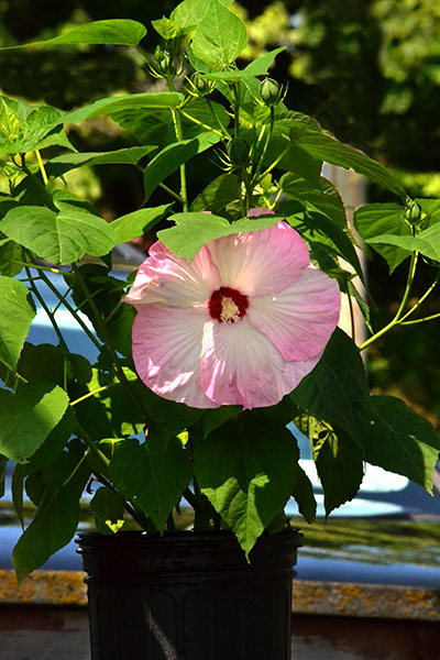 Hardy hibiscus in Williamsville NY