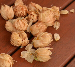 dried hops flowers or cones