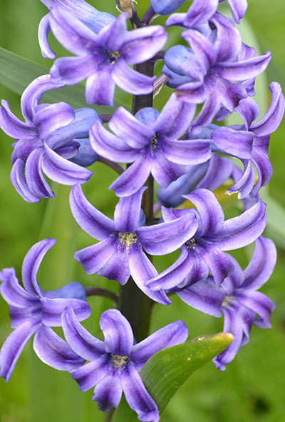 purple hyacinth in Buffalo NY by Stofko